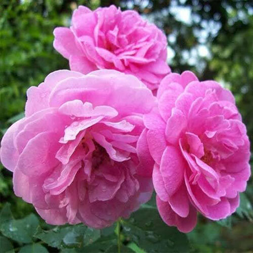 Rose Ruh (Gulab Ruh)