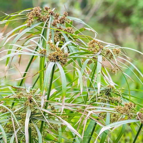 Nagarmotha Oil