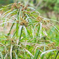 Nagarmotha Oil