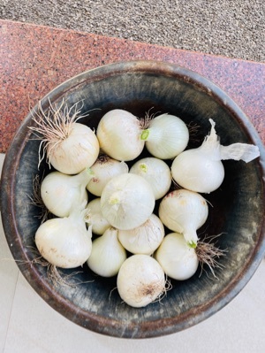 ताजा सफेद प्याज
