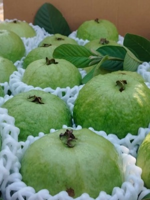 Jumbo Guava - Moisture (%): 95