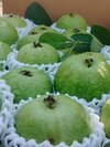 Jumbo Guava