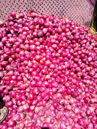 Fresh Red Onion