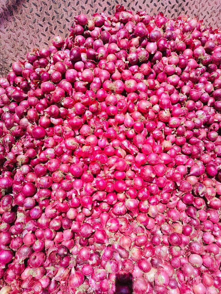 Fresh Red Onion