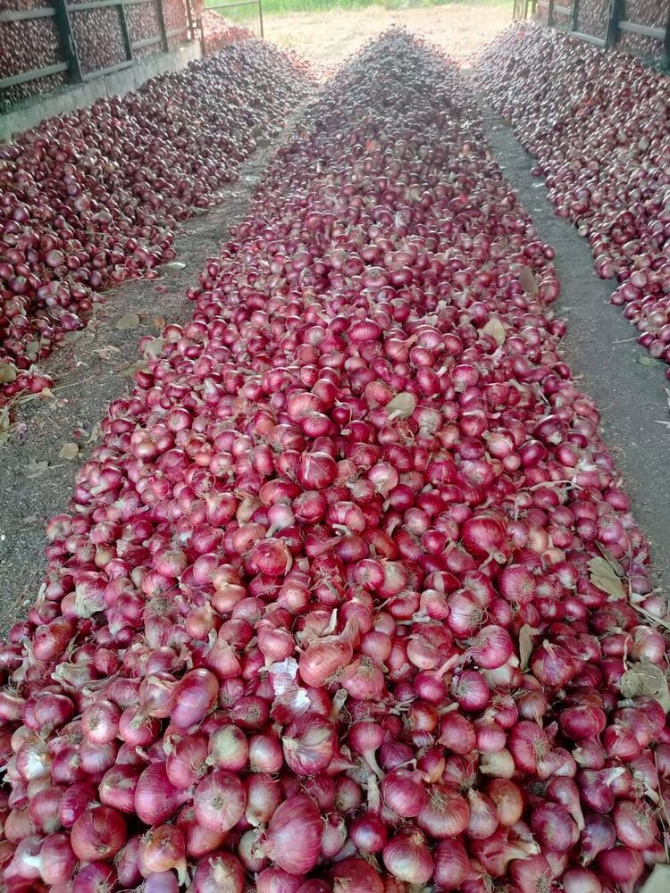 Fresh Red Onion