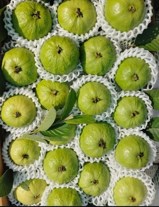 Jumbo Guava - Moisture (%): 95