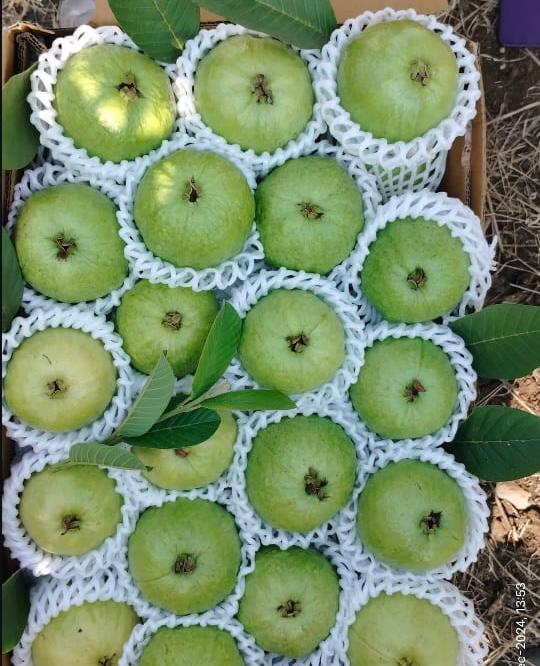 Jumbo Guava - Moisture (%): 95