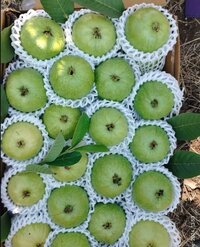 Jumbo guava