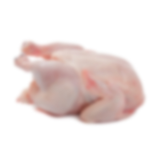Baby Chicken