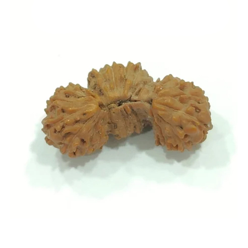 Trijuti Rudraksha Bead - Color: Brown