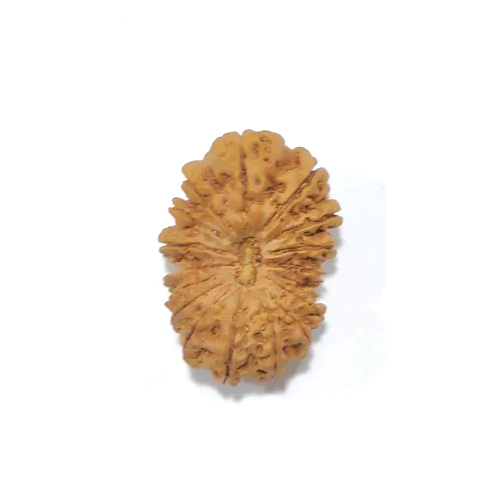 17Mukhi Nepali Rudraksha - Color: Brown