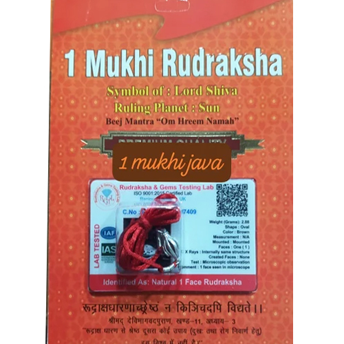 1 Mukhi Indonesian Rudraksha - Color: Brown