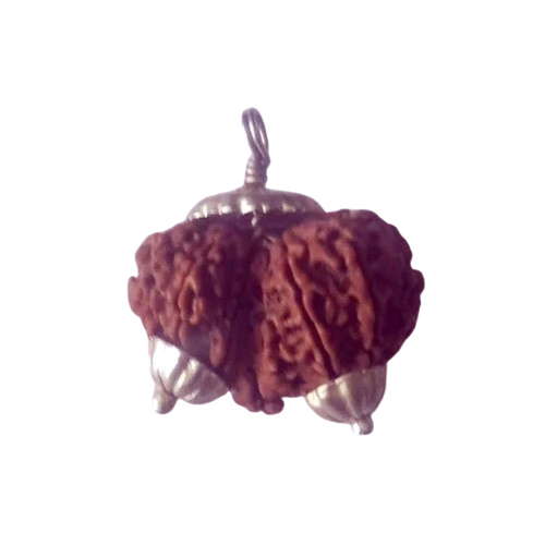 Gaurishankar Rudraksha Beads - Color: Brown