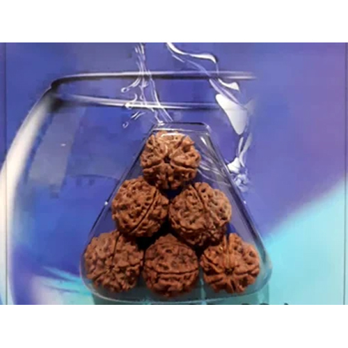 Rudraksha Water Beads - Color: Brown