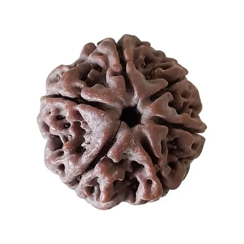 6 Mukhi Nepal Rudraksha Bead - Color: Brown