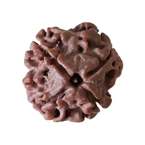4 Mukhi Nepal Rudraksha Bead