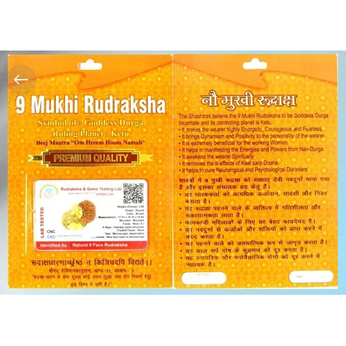 9 Mukhi Indonesian Rudraksha - Color: Brown