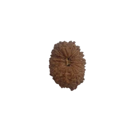18 Mukhi Rudraksha