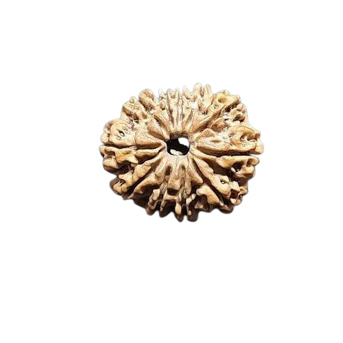 11 Mukhi Rudraksha Beads - Color: Brown