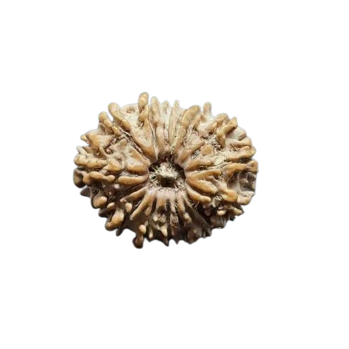 16 Mukhi Rudraksha Beads - Color: Brown