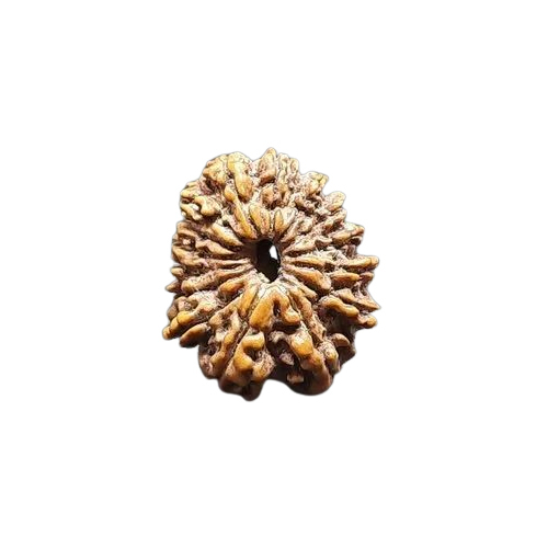 15 Mukhi Rudraksha Beads - Color: Brown