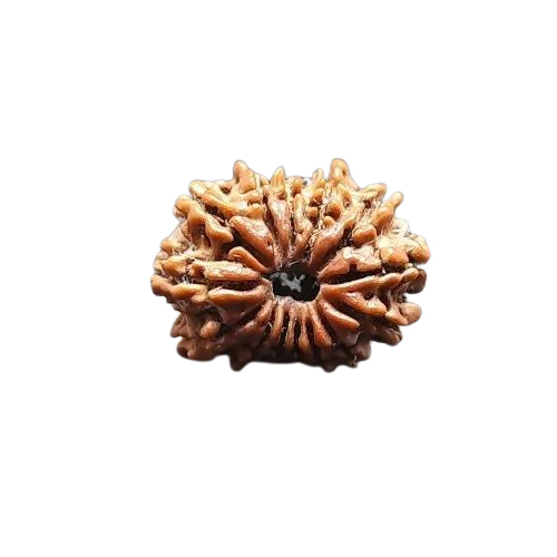 14 Mukhi Nepali Rudraksha Beads - Color: Brown