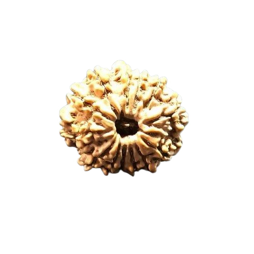 13 Mukhi Nepal Rudraksha - Color: Brown