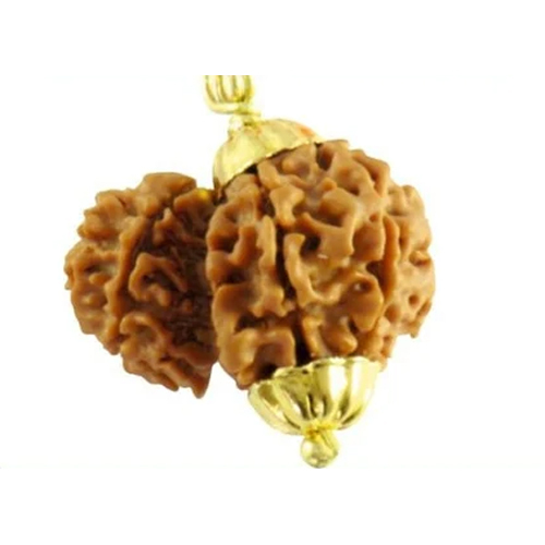 Garbh Gauri Rudraksha - Color: Brown