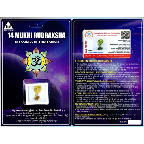 14 Mukhi Indonesian Rudraksha - Color: Brown