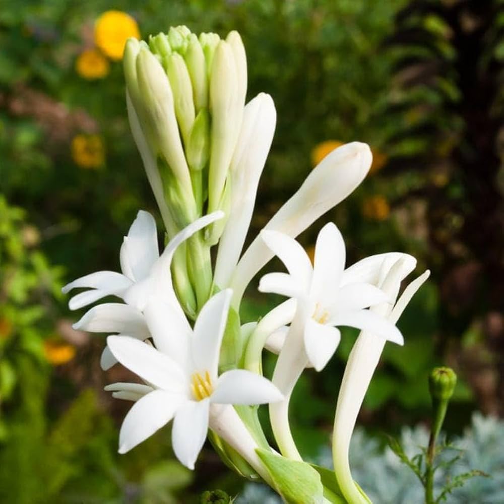 Tuberose Oil