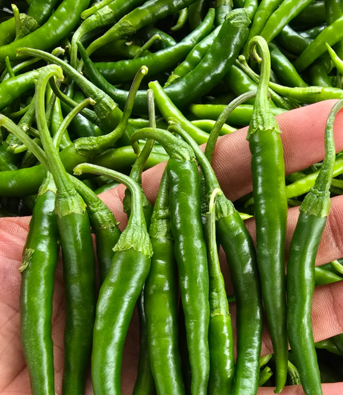 Green Chilli - Preserving Compound: No