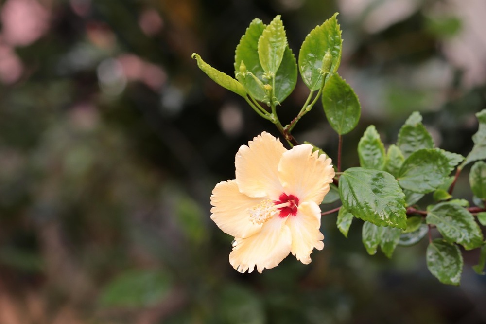 Yellow China Rose