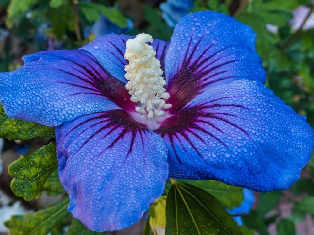 Blue China  Hibiscus - Color: Mix Colour