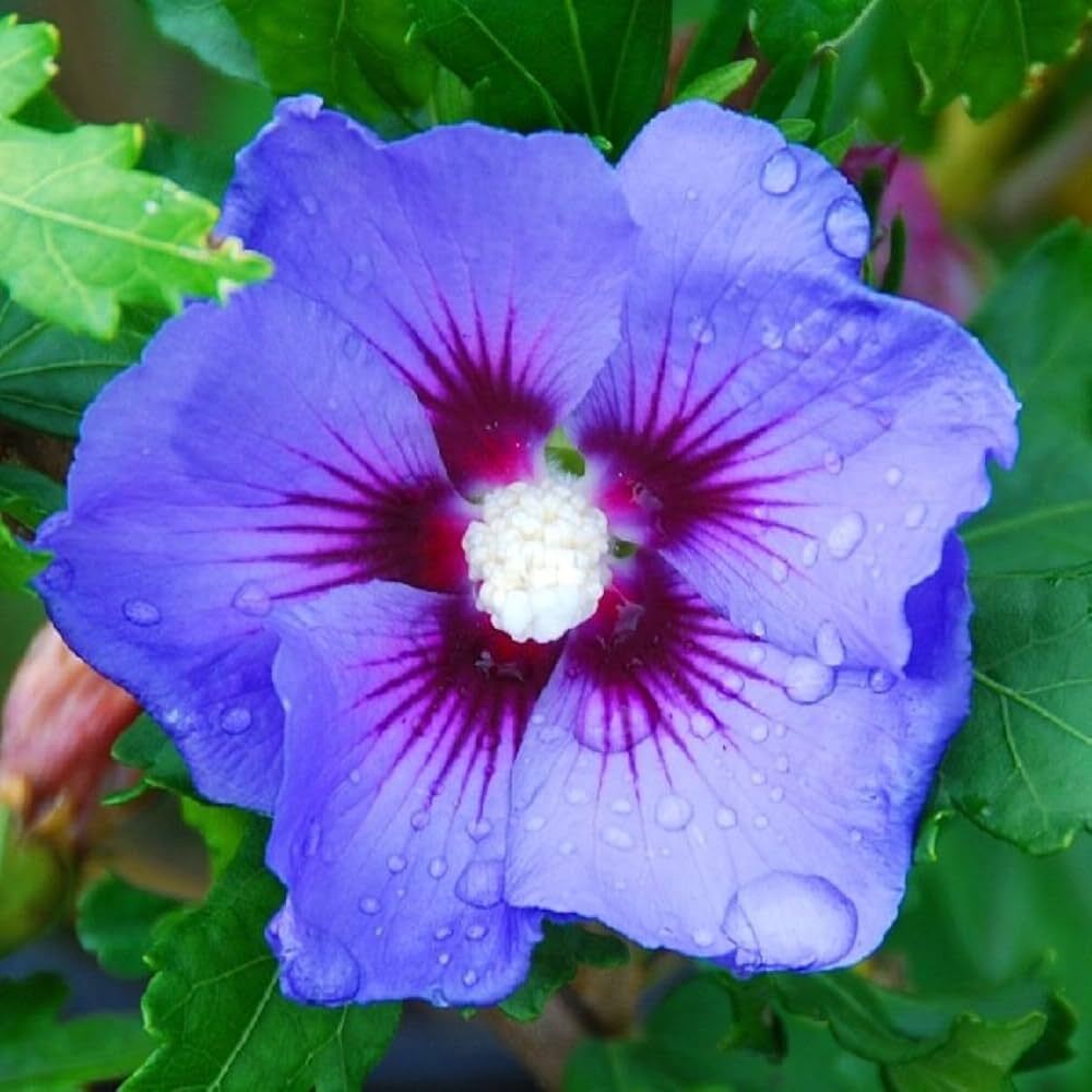 Blue China  Hibiscus - Color: Mix Colour