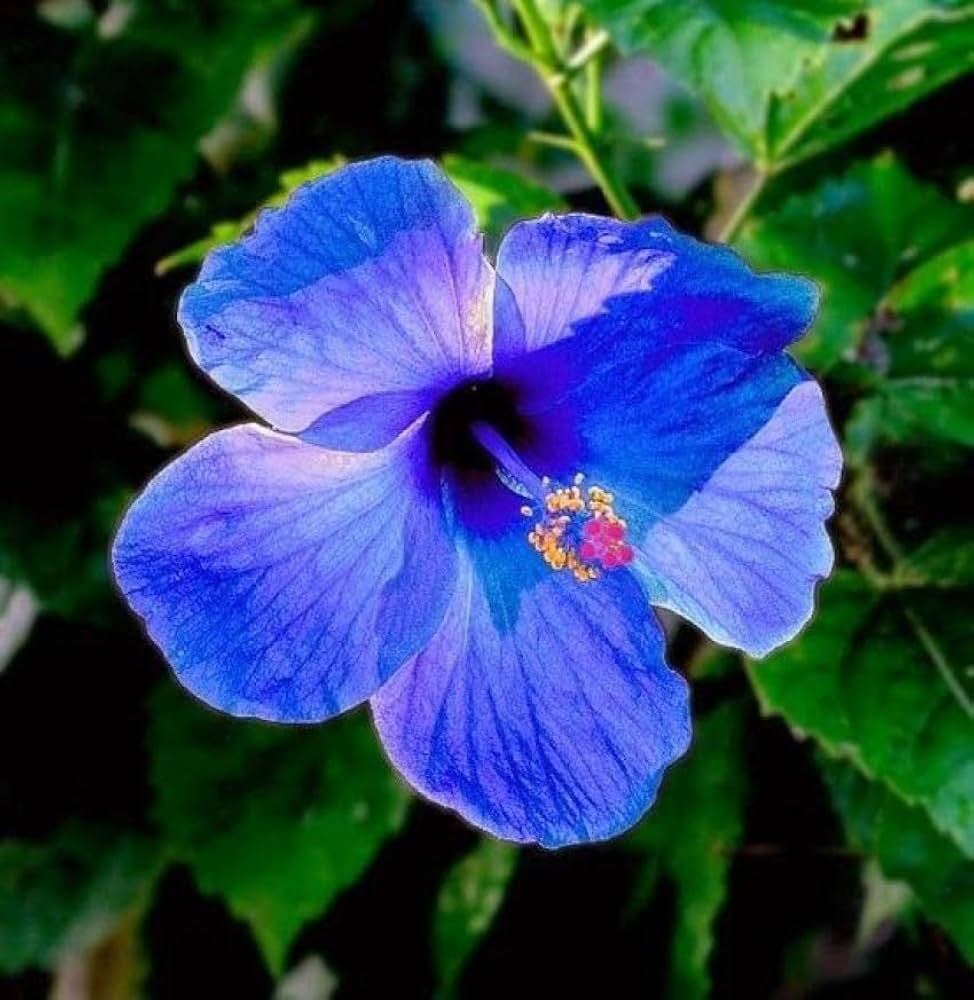 Blue China  Hibiscus - Color: Mix Colour