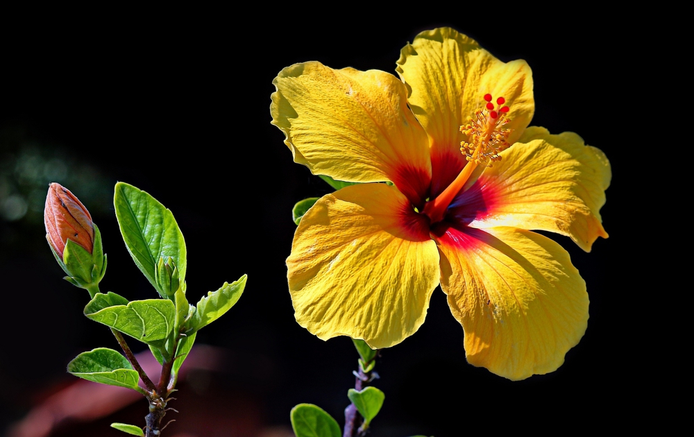 Yellow China Rose