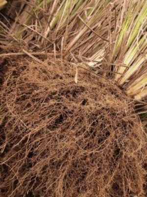 Vetiver Oil