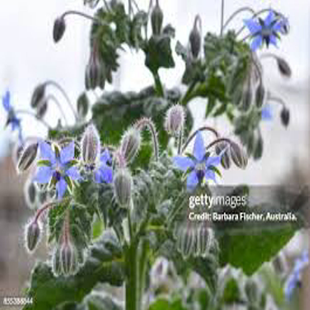 Borage Oil - Age Group: Adults