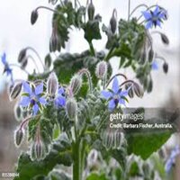 Borage Oil