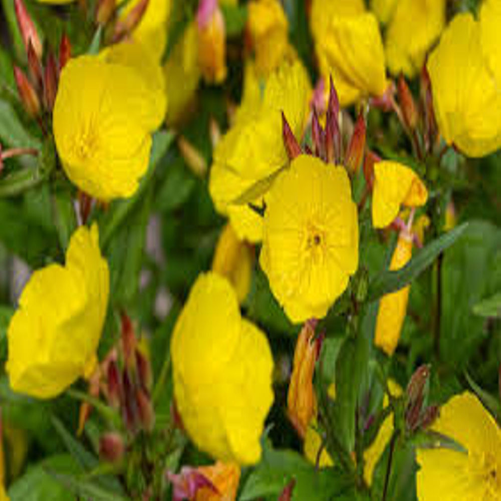 Evening Primrose Oil