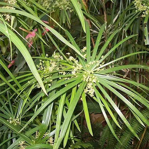 Nagarmotha Oil