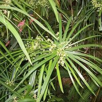 Nagarmotha Oil