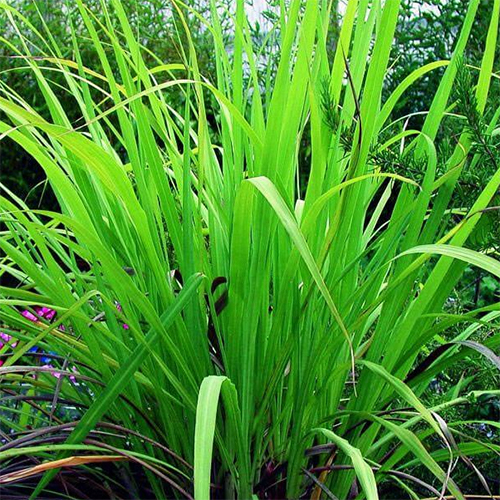Palmarosa Oil - Liquid, 1 Kilogram, 100% Pure | Derived From Cymbopogon Martini Leaves, Moisturizing And Antiseptic Properties, Sweet Floral Odour