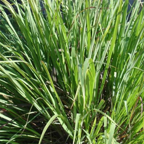 Palmarosa Oil