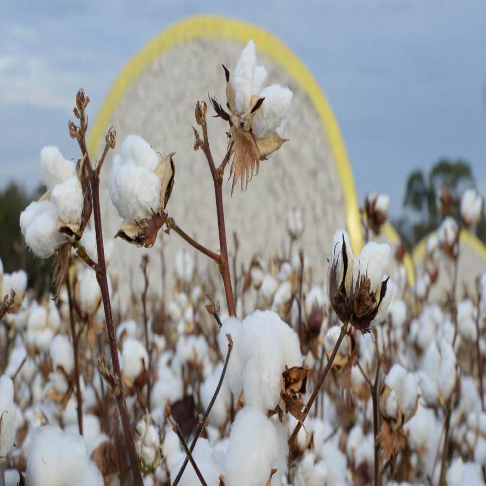 Cotton Gin Bags