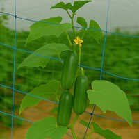 Nylon Crop Support Net