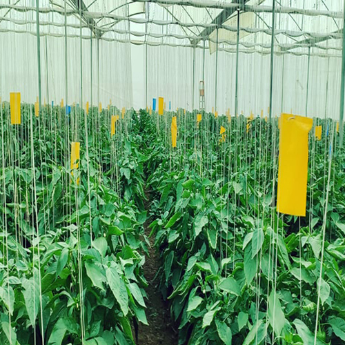 Blue Sticky Trap - Application: Agriculture