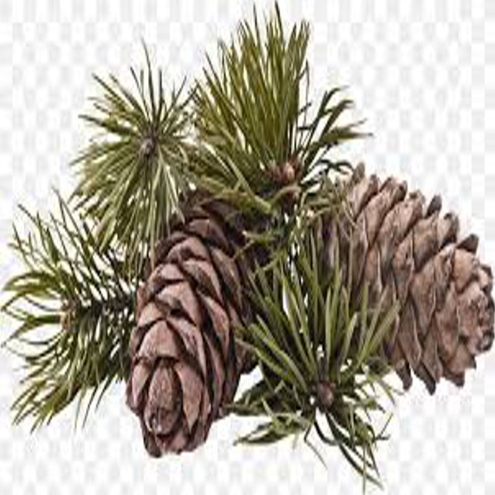 Pine Oil - Purity: 100% Pure