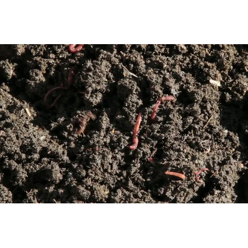 Agriculture Vermiculture Vermicompost