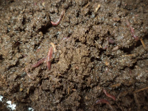 Farming Earthworm